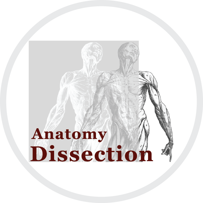 Afbeelding Anatomie dissectie