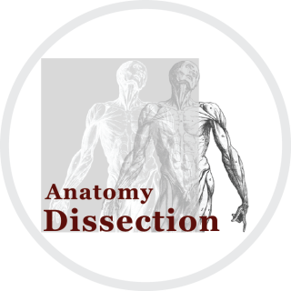 Anatomy dissection