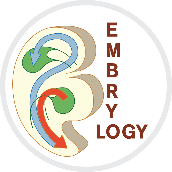 Bild Embryologie