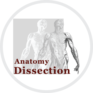 Anatomie sektion