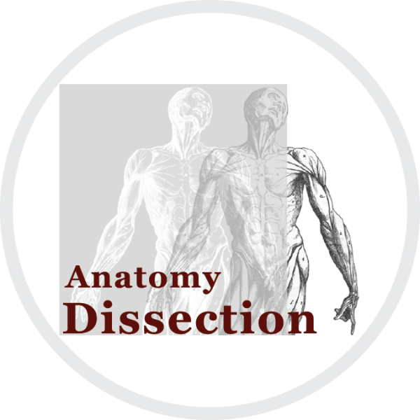 Anatomie dissection