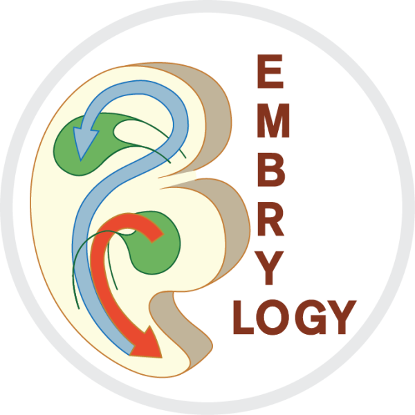 Embryologie main image